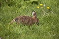 European Brown Hare, lepus europaeus, Leveret standing on Grass, Normandy