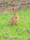 Easter brown hare, Lepus europaeus. Peebles, Scotland Royalty Free Stock Photo