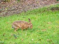 Easter brown hare, Lepus europaeus. Peebles, Scotland