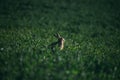 European Brown Hare. Leveret in long grass looking alert.