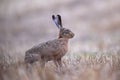 An European brown hare in the stuble
