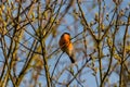 European Bullfinch perched on a branch eating a bud