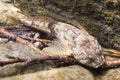 European bullhead Cottus gobio underwater photography Royalty Free Stock Photo