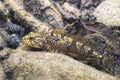 European bullhead Cottus gobio underwater photography Royalty Free Stock Photo