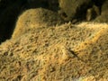 European bullhead fish camouflaged on stone bottom