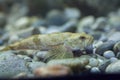 European bullhead (Cottus gobio). Royalty Free Stock Photo