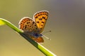 European Butterfly Sooty Copper Royalty Free Stock Photo