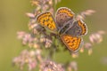 European Butterfly Sooty Copper Royalty Free Stock Photo