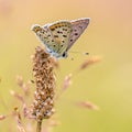 European Butterfly Sooty Copper Royalty Free Stock Photo