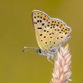 European Butterfly Sooty Copper Royalty Free Stock Photo