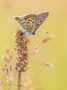 European Butterfly Sooty Copper Royalty Free Stock Photo