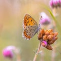 European Butterfly Sooty Copper perched on erica flower Royalty Free Stock Photo