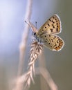 European Butterfly Sooty Copper perched on grass Royalty Free Stock Photo