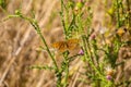 European butterfly in wild flower meadow