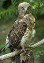 European buzzard