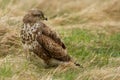 European buzzard ( buteo buteo )