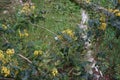 European cabbage butterfly on Mahonia aquifolium flowers in the forest in May. Berlin, Germany Royalty Free Stock Photo