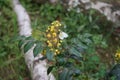 European cabbage butterfly on Mahonia aquifolium flowers in the forest in May. Berlin, Germany Royalty Free Stock Photo