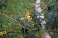 European cabbage butterfly on Mahonia aquifolium flowers in the forest in May. Berlin, Germany Royalty Free Stock Photo