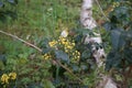 European cabbage butterfly on Mahonia aquifolium flowers in the forest in May. Berlin, Germany Royalty Free Stock Photo