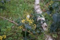 European cabbage butterfly on Mahonia aquifolium flowers in the forest in May. Berlin, Germany Royalty Free Stock Photo