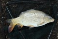 European carp - Cyprinus carpio Royalty Free Stock Photo