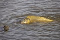 European carp (Cyprinus carpio) Royalty Free Stock Photo