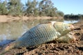 European Carp Royalty Free Stock Photo