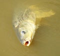 European Carp in Murray River Australia Royalty Free Stock Photo