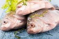 European carp with a thyme Royalty Free Stock Photo