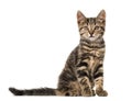 European cat sitting , isolated Royalty Free Stock Photo