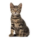 European cat sitting , isolated Royalty Free Stock Photo