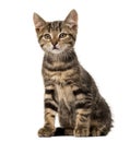 European cat sitting , isolated Royalty Free Stock Photo