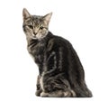 European cat sitting, looking backwards, isolated Royalty Free Stock Photo