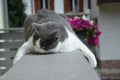 European cat white and grey on the balcony