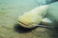 European Catfish Silurus glanis