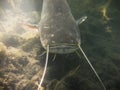 European Catfish Silurus glanis Royalty Free Stock Photo