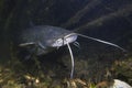 European Catfish Silurus glanis freshwater fish Royalty Free Stock Photo