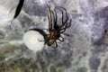 European cave spider, Meta menardi, with a cocoon