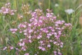 Common centaury, Centaurium erythraea, pink flowers in wild meadow Royalty Free Stock Photo