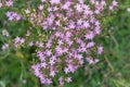 Common centaury, Centaurium erythraea, top view pink flowers in wild meadow Royalty Free Stock Photo