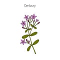 European centaury, medicinal herb Royalty Free Stock Photo