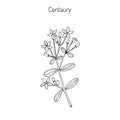 European centaury, medicinal herb Royalty Free Stock Photo