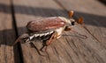 Summer Chafer Watching Close-up. Common Cockchafer - Melolontha Melolontha, Known As A May Bug Or Doodlebug. Royalty Free Stock Photo