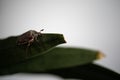 European Chafer Beetle On A Green Leaf Closeup Side Macro Photo Royalty Free Stock Photo