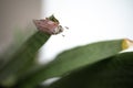European Chafer Beetle On A Green Leaf Closeup Side Macro Photo Royalty Free Stock Photo