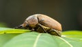 European chafer beetle on a green leaf closeup side macro photo, old hairy beetle looking for food Royalty Free Stock Photo