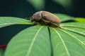 European chafer beetle on a green leaf closeup side macro photo, old hairy beetle looking for food Royalty Free Stock Photo