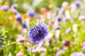 European chamomile Michaelmas Aster amellus. Aster. Bright blue flower aster closeup.