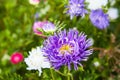 European chamomile Michaelmas Aster amellus. Aster. Bright blue flower aster closeup.